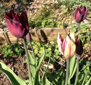 tulips-2