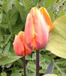 tulips-3