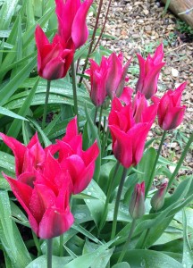 tulips-5